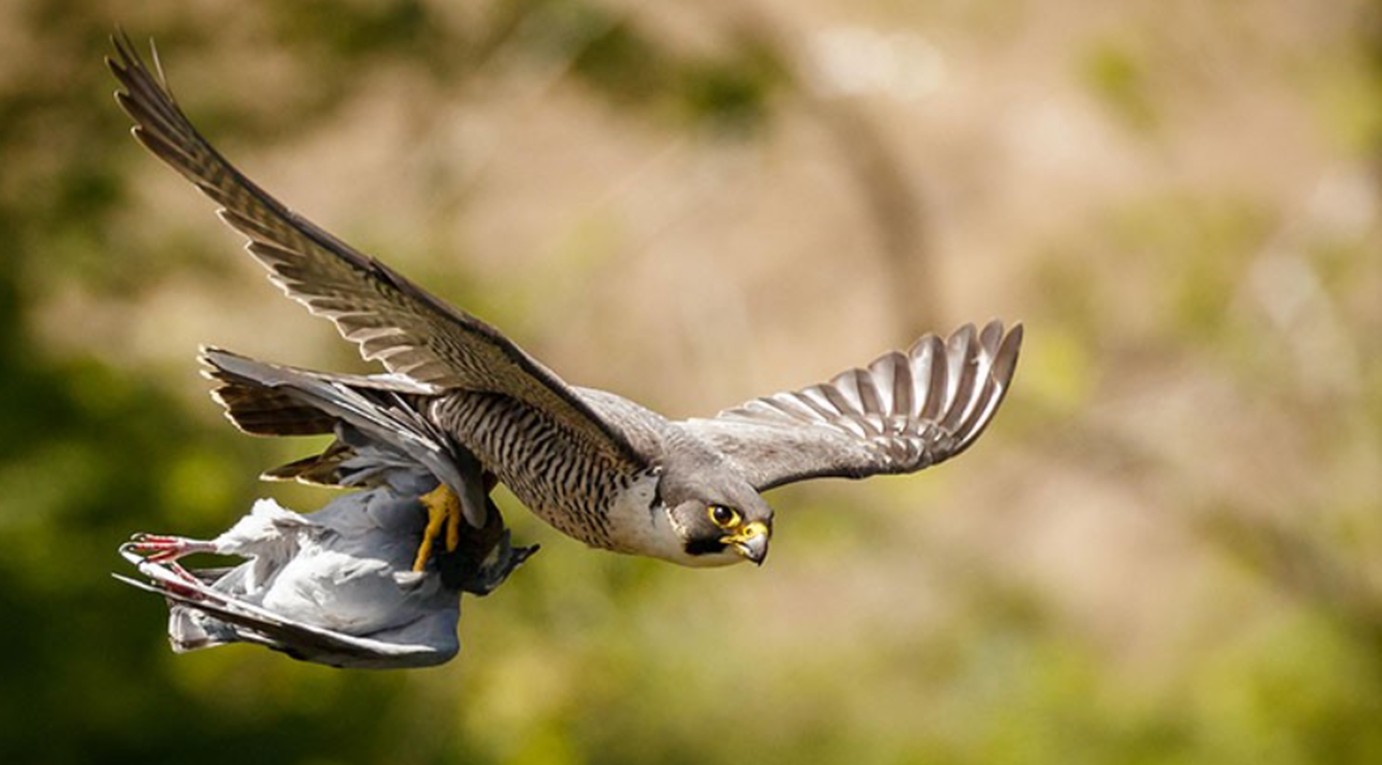 Madárszerek a homeopátiában